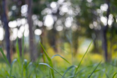 Bokeh ile soyut doğa, yapraklardan yeşil arkaplan, arka plan için uygun