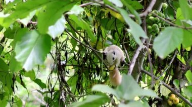 white squirrel eating fruit in forest, figs ripen in nature