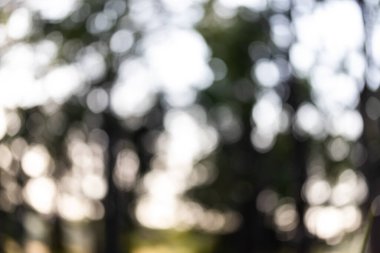 Bokeh ile soyut doğa, yapraklardan yeşil arkaplan, arka plan için uygun