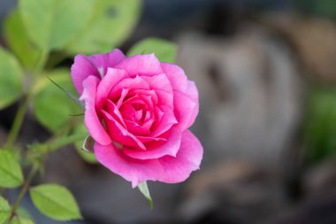 Pink rose, have green leaves blurred as backdrop, suitable for use background