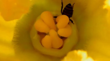bee collecting nectar from flowers, insect pollination in nature, close-up view of small animals