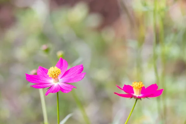 Pink Sulfur Cosmos Flowers Blooming Garden Plant Blurred Green Leaves — Stock Photo, Image