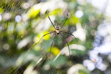 Orman örümceği, yapraklardan gelen yeşil arkaplan bulanıklığı, gelen ışıktan gelen bokeh, arka plan için iyi.