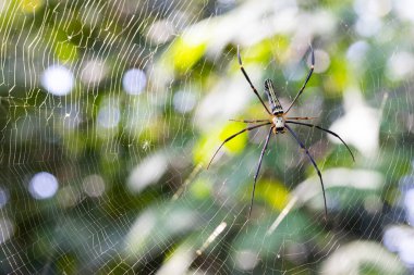 Orman örümceği, yapraklardan gelen yeşil arkaplan bulanıklığı, gelen ışıktan gelen bokeh, arka plan için iyi.