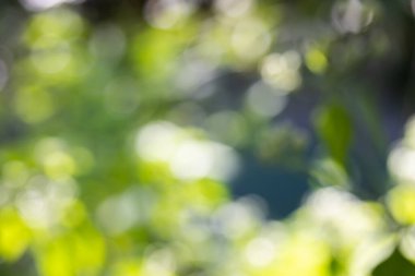 Bokeh ile soyut doğa, yapraklardan yeşil arkaplan, arka plan için uygun
