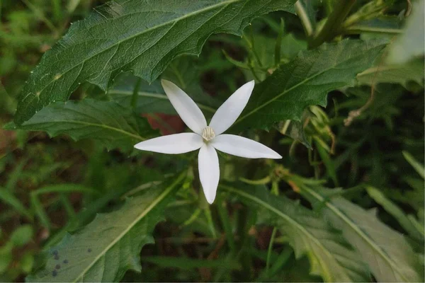 White Flower Green Grass Beautiful Day Light — Photo