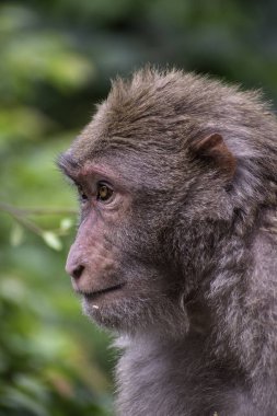 Makaklar, Cercopithecinae alt familyasından bir maymun cinsidir. Makaklar temel olarak meyveli olmakla birlikte, diyetleri tohumlar, yapraklar, çiçekler ve ağaç kabuklarını da içerir..