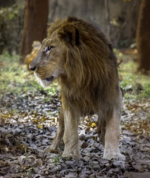 Porträt Eines Entzückenden Löwen — Stockfoto
