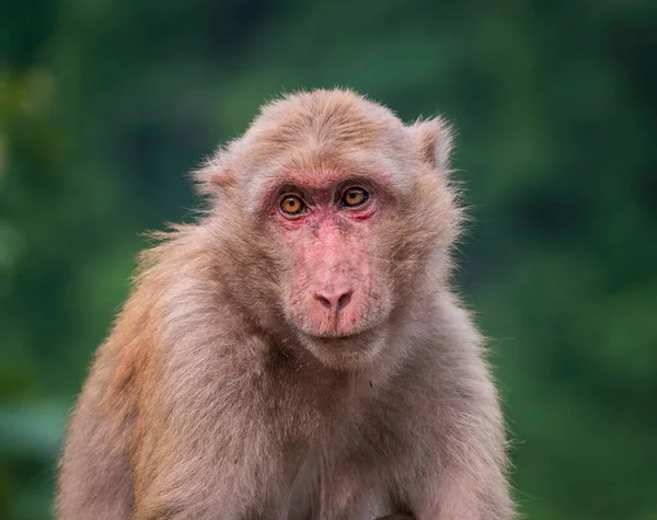Monkey Close Rhesus Macaque Aap — Stockfoto