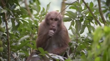 Litchi ağacında Rhesus makaque maymunu