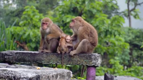 Rhesus Makaken Aap Met Haar Baby — Stockvideo