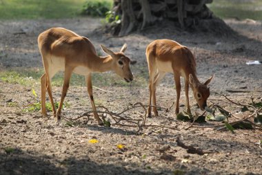 Vahşi Hayvan Gazi Geyiği