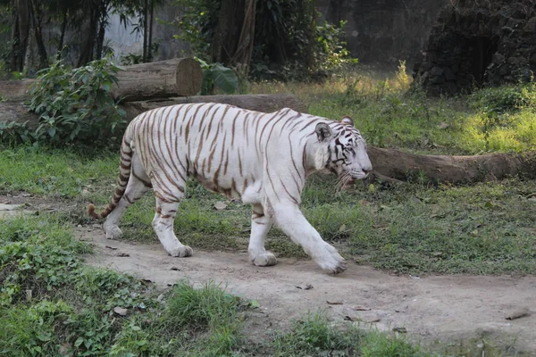 Tigre Real Bengala Cor Branca — Fotografia de Stock