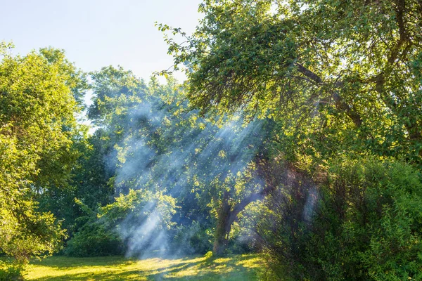 Luz Del Sol Brillando Través Árboles Verdes Hierba Verde — Foto de Stock