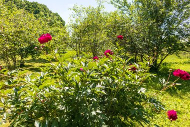  Bahçedeki çiçekler