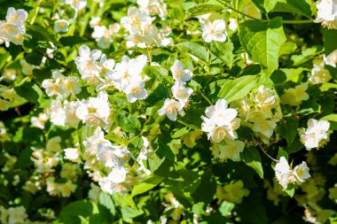 Bahçede beyaz çiçekler