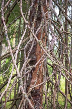A big old tree in the middle of a forest 