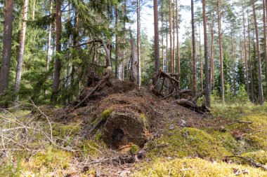One big tree fallen in the middle of the green forest