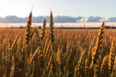 Yellow corn field in the evening sunset with white and blue clouds in the sky