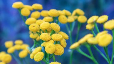 Green field with yellow flowers and blue background behind
