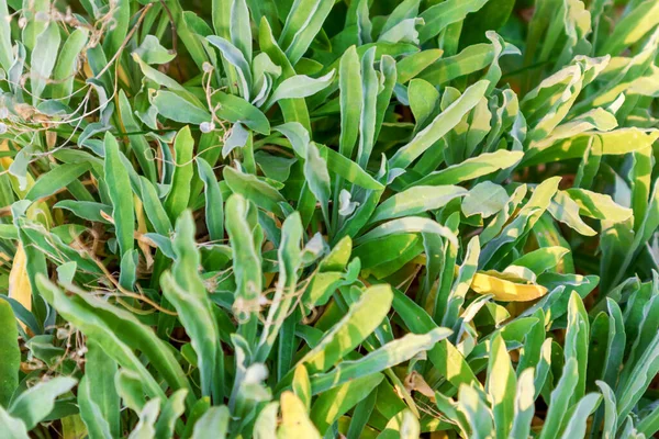 Many long green leaves growing in the ground