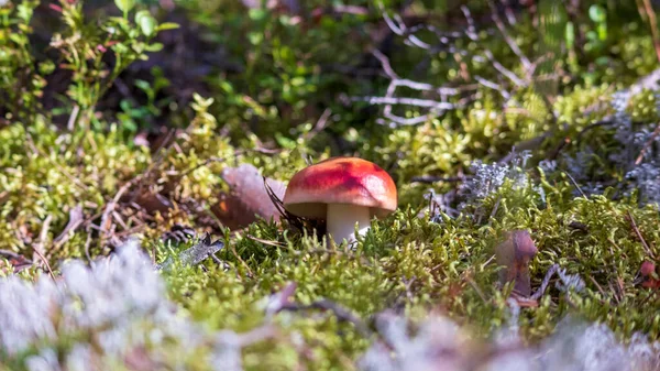One Red Mushroom Growing Green Mossy Forest — Photo