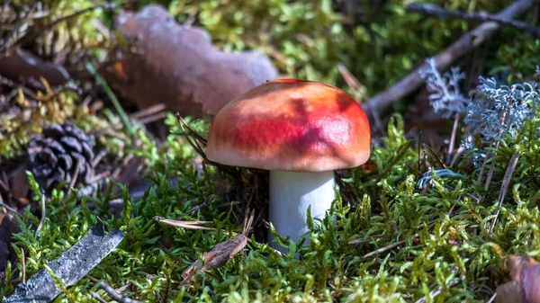 One Red Mushroom Growing Green Mossy Forest — Photo