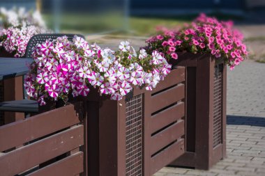 Şehir merkezinde eski moda vitage lambaları ve çanak çömlekte leylak çiçekleri