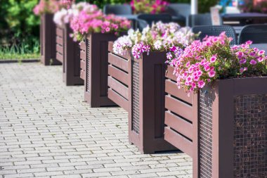 Şehir merkezinde eski moda vitage lambaları ve çanak çömlekte leylak çiçekleri