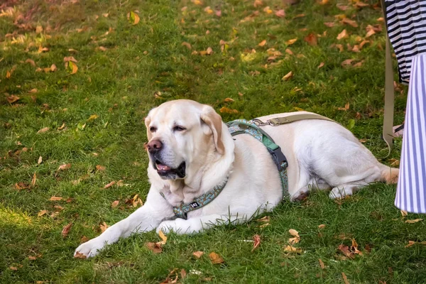 Cream colored dog with a black nose laying in the sunshine on the green grass park