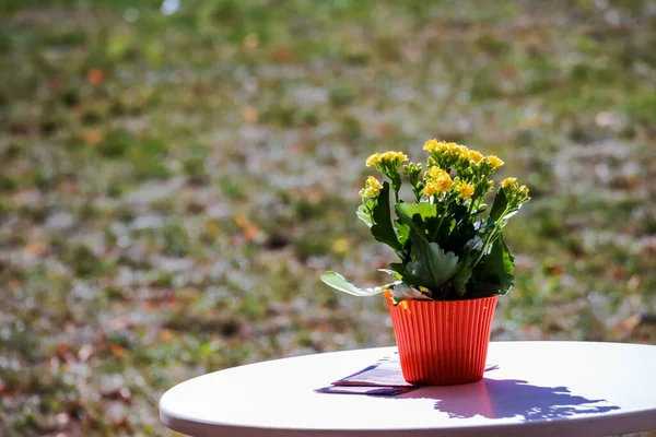 Yellow Flower Green Leaves Brown Pot Silver Table Green Grass — Stock Photo, Image