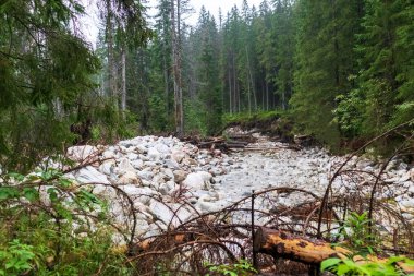 Dağ ormanının ortasında yürüyüş yolu. Etrafı yoğun yeşil orman ve gri kayalarla çevrili.