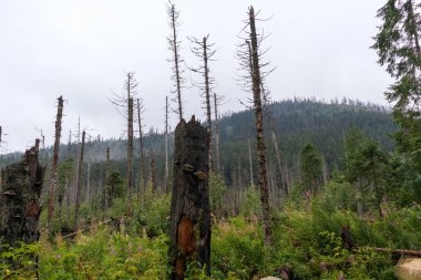 Polonya Tatraları 'ndaki yeşil taştan dağların manzaralı büyüleyici bir manzarası.