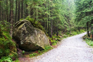 Dağ ormanının ortasında yürüyüş yolu. Etrafı yoğun yeşil orman ve gri kayalarla çevrili.