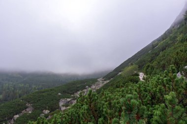 Polonya Tatraları 'ndaki yeşil taştan dağların manzaralı büyüleyici bir manzarası. 