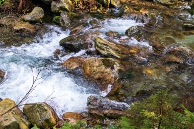 Polonya dağlarında küçük bir nehir. Bir sürü kahverengi taş ve yeşil yosun var.