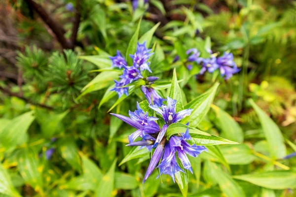 Цікаві Фіолетово Блакитні Квіти Загостреними Листям Квітами — стокове фото