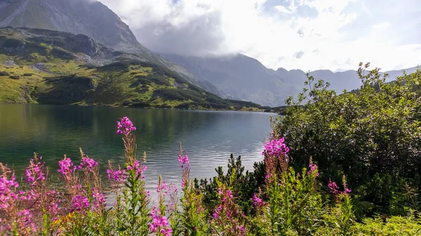 Pembe çiçekler ve yeşil ağaçlarla küçük bir dağ gölü olan Polonya dağları arasındaki manzara.
