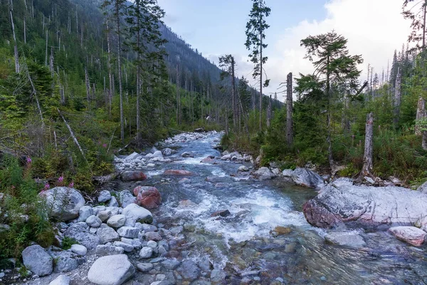 Une Petite Rivière Dans Les Montagnes Polonaises Avec Beaucoup Pierres — Photo