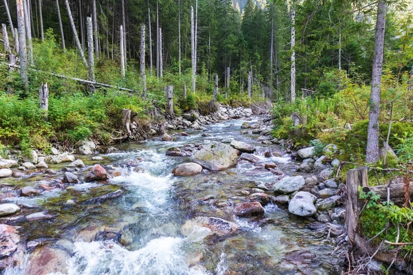 Une Petite Rivière Dans Les Montagnes Polonaises Avec Nombreuses Pierres — Photo