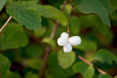 Yeşil çalılıklarda açan dört küçük beyaz çiçek.