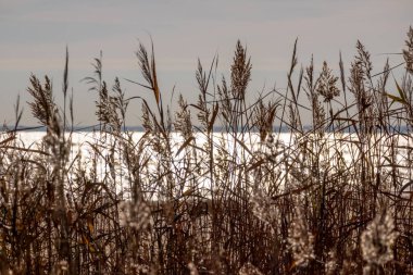 Deniz manzarası ve önünde uzun sarı çimenler.