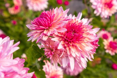 Açık pembe ve koyu pembe çiçekli yeşil çiçek bahçesi