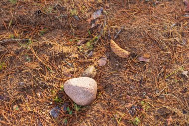Ortasında beyaz bir kaya olan kahverengi zemin ve yanında küçük bir çam kozalağı.