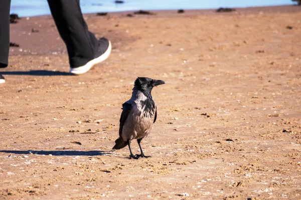 Чорний Ворон Йде Пляжному Піску Задньому Плані Люди Ноги Носять — стокове фото