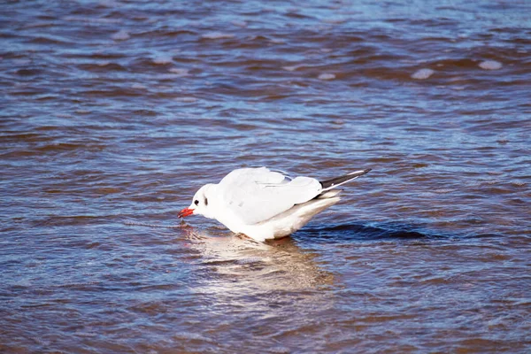 Una Gaviota Blanca Mar Comiendo Pescado — Foto de Stock