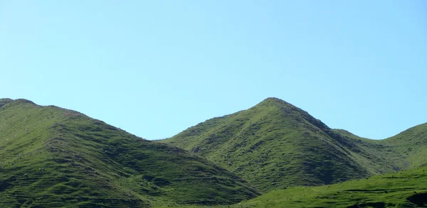 Fotoğraf Otların Koyunlarla Kaplı Tepeleri Gösteriyor Yeni Zelanda Nın Kuzeyindeki — Stok fotoğraf