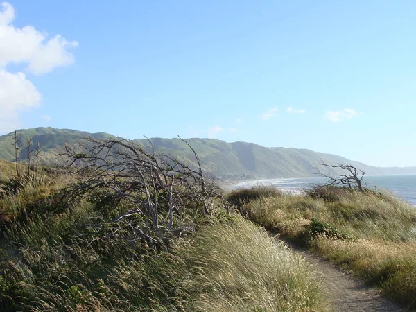 新西兰北部岛屿的野生海岸 美丽而险峻 — 图库照片