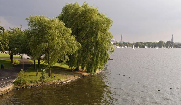 The big lake in the center of Hamburg in Germany, is a popular spot for rambler, jogger and people, who are seeking recreation. This photo shows weeping willows, which branches reaching the water.