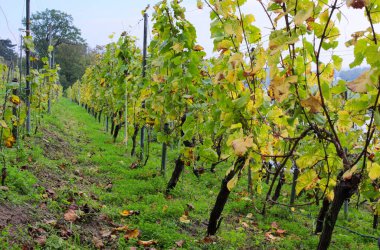 Dresden, Almanya 'da Lingner Sarayı' nda sonbaharda çekilen bir üzüm bağı.